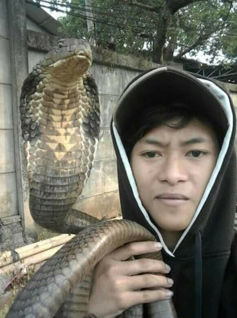 Pelihara King Cobra Berujung Hilang Nyawa