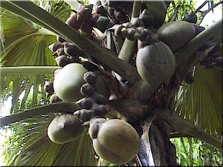 Double Coconut Fruit (Scientific name is Lodoicea maldivica)