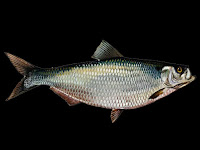 Hickory Shad Fish Pictures
