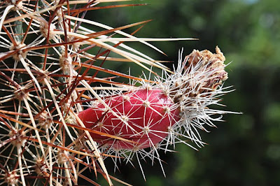 Echinocereus engelmannii v. armatus with fruit