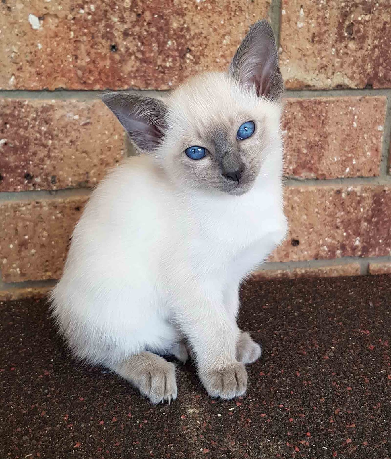 Burmese and Siamese by Oramor