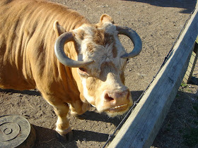 Funny animals of the week - 14 February 2014 (40 pics), cow with underbite