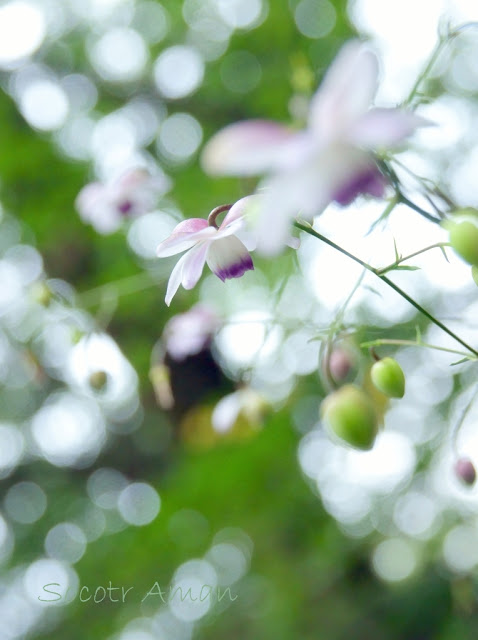 Anemonopsis macrophylla