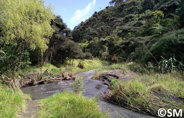 Photo du ruisseau Waiti Waitakere Regional Park Auckland Nouvelle-Zélande