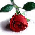 red rose