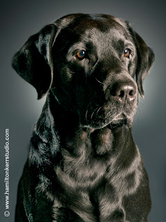 Photo of a black retriever with a very glossy coat