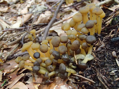 grzyby w sierpniu, grzyby 2016, grzyby na Orawie, borowik szlachetny Boletus edulis, pieprznik trąbkowy Canthatellus tubeaformis, muchomor czerwieniejący Amanita rubescens, muchomor czerwony amanita muscaria, gałęziaki Ramaria, Leotia lubrica patyczka lepka, koźlarz czerwony Leccinum aurantiacum