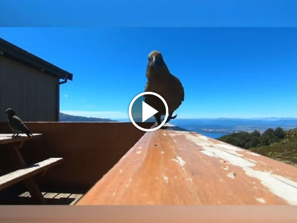 Viral video of a parrot stole the running GoPro and fly