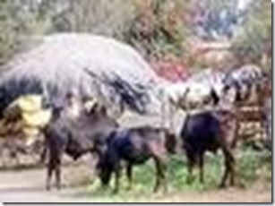 गौशाला-१