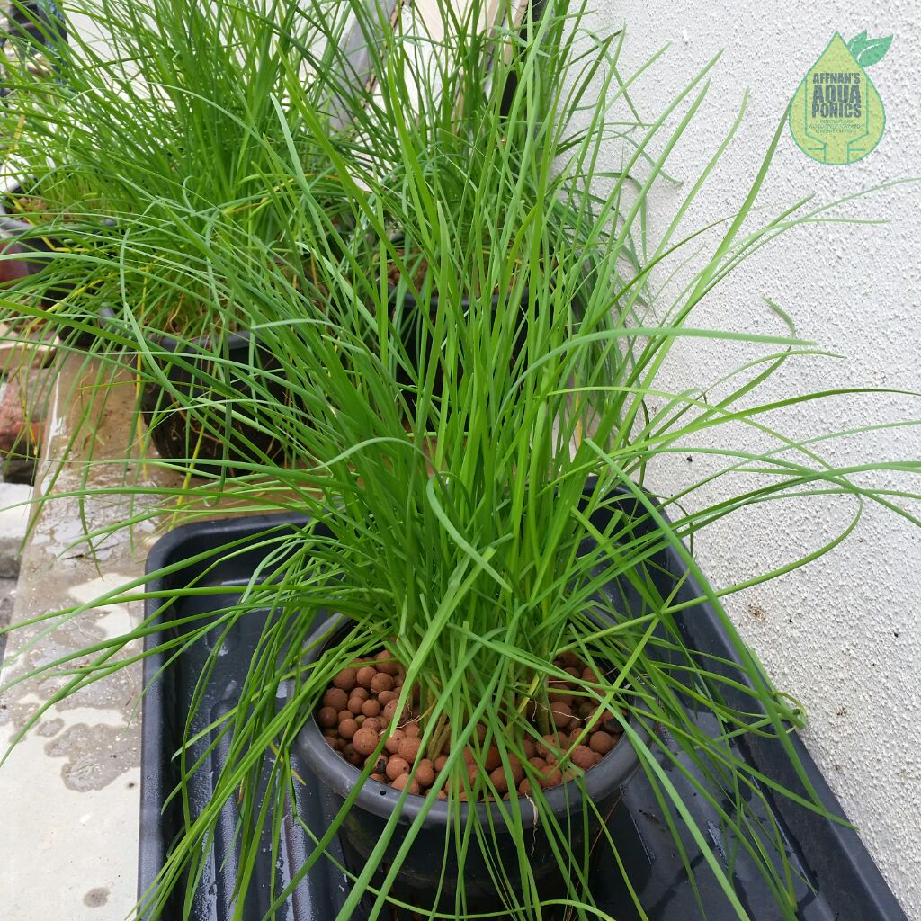 affnan's aquaponics: basic aquaponics - kuchai repotting