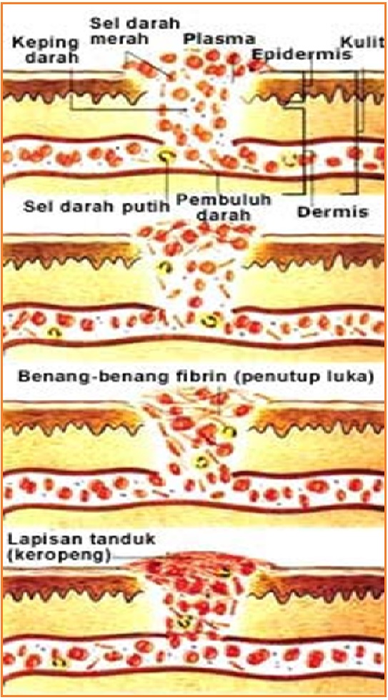 BIOLOGI GONZAGA SYSTEM PEMBEKUAN  DARAH 