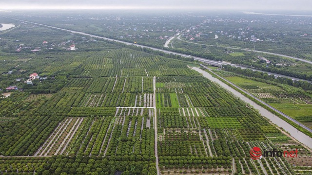 Trồng loại vải chín sớm giá cao ngất ngưởng, nông dân Hải Dương phấn khởi bỏ túi vài chục triệu mỗi sào - Ảnh 5.