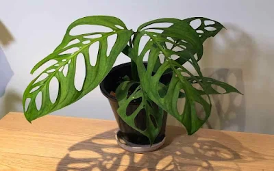 A Monstera epipremnoides  é um pouco parecida com a monstera Adansonii, porém tem folhas maiores e buracos maiores que ocupam uma boa parte da folha.