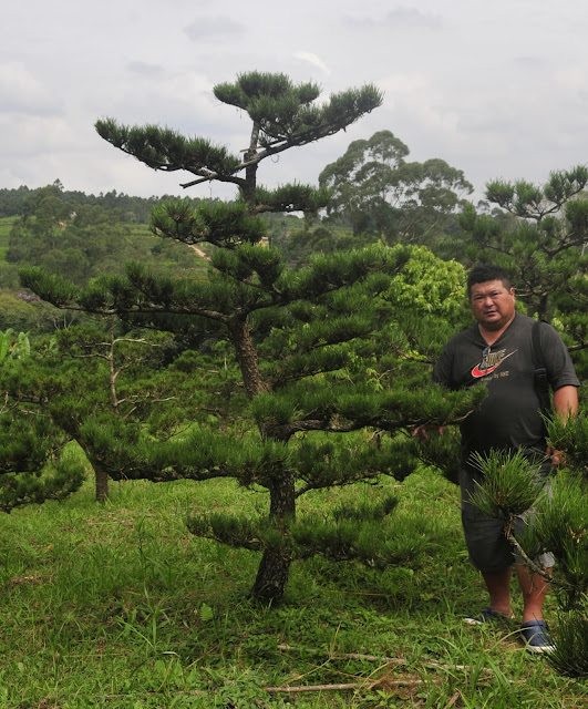 pinheiro negro para jardim japonês