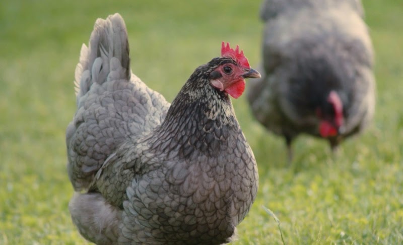 20+ Ways to (Accidentally) Kill your Chickens