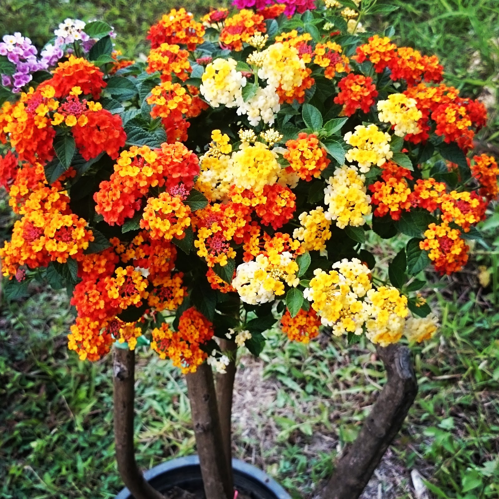 Kembara Minda 7 Bonsai Lantana 