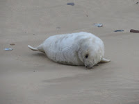 Grey Seal