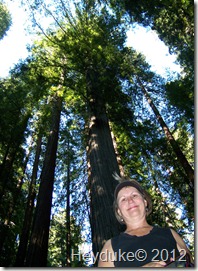 Avenue of the Giants 019