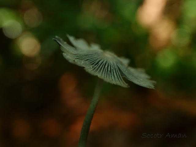 Coprinus plicatilis