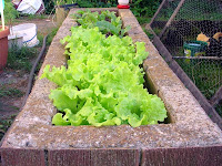 And more lettuce including Swiss Chard and Gentilina