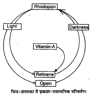 Solutions Class 11 जीव विज्ञान Chapter-21 (तन्त्रिकीय नियन्त्रण एवं समन्वय)