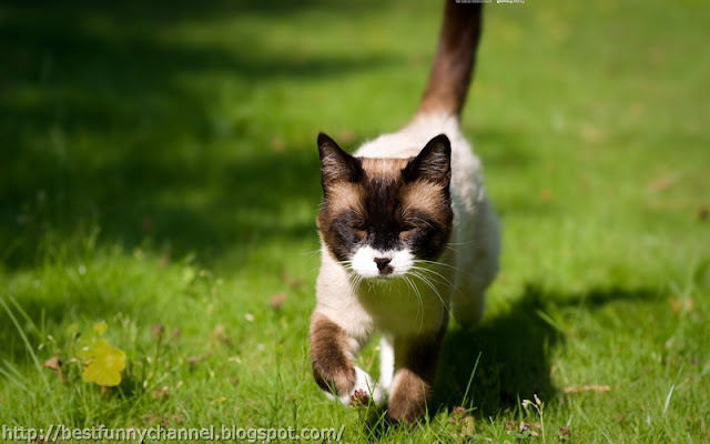 Cat in the grass.