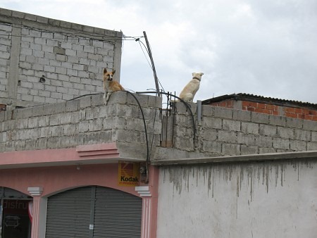 IMG_0093_450x338