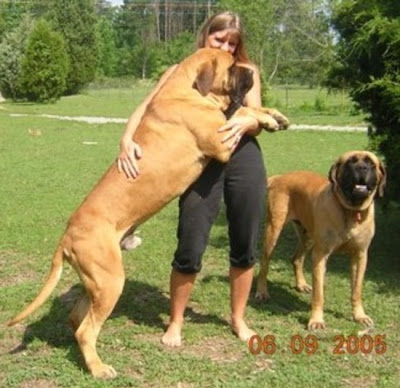 Big Dogs in The World