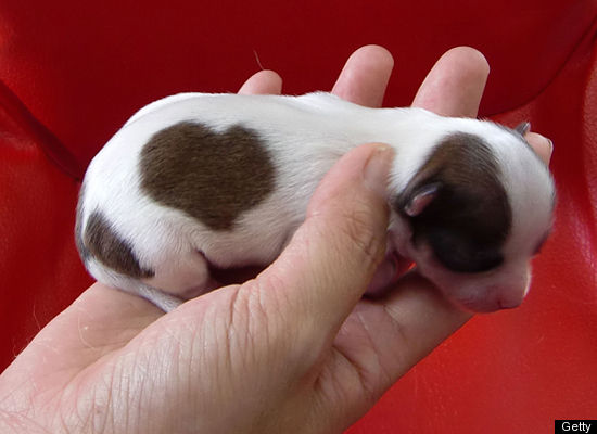 heart shape on animals body picture