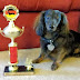 Wiener Dog Champions