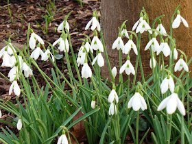 URL: http://upload.wikimedia.org/wikipedia/commons/3/3c/Snowdrops_-_geograph.org.uk_-_322320.jpgAttribution: Colin Smith [CC-BY-SA-2.0 (http://creativecommons.org/licenses/by-sa/2.0)], via Wikimedia CommonsHTML