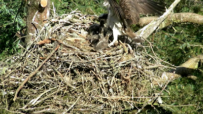 Our hungry chicks jostle for food