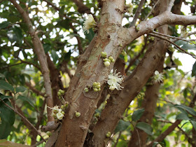 樹葡萄（嘉實果）花苞與開花