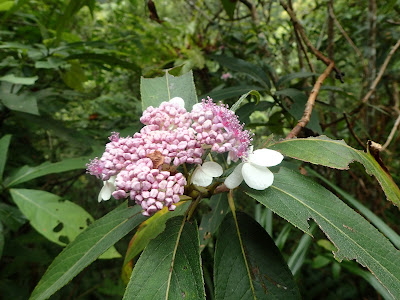 Hydrangea longifolia care and culture