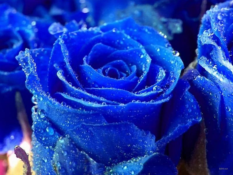 BLUE ROSE. Source √ http://en.wikipedia.org/wiki/Blue_rose
