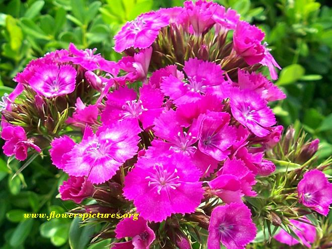 types of flowers carnation Dianthus Flower Bedding Plants | 660 x 495