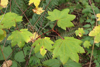 vine maple