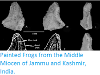 http://sciencythoughts.blogspot.co.uk/2015/12/painted-frogs-from-middle-miocen-of.html