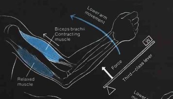 function-of-bone