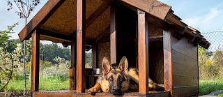 Buy Pet Houses Checklist for New Adopters