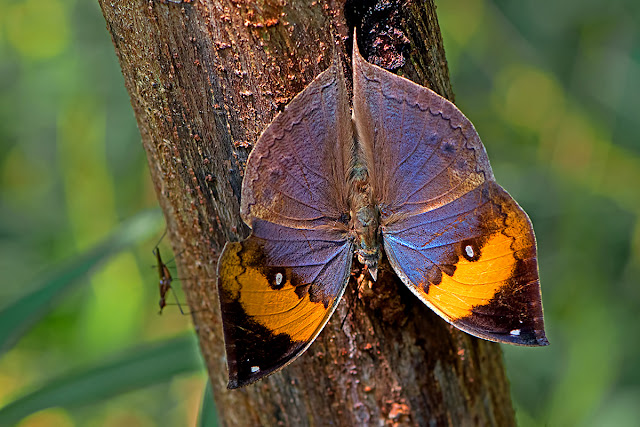 Kallima inachus the Orange Oak Leaf butterfly