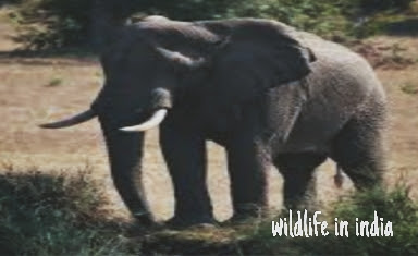 Wildlife in india