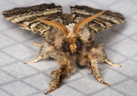 Lunar Marbled Brown.  Drymonia ruficornis.  Notodontidae.  West Wickham Common, 15 April 2015