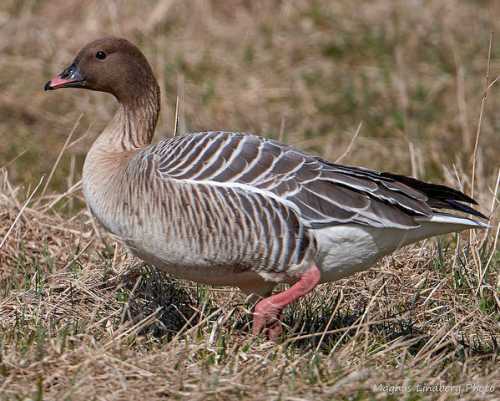 Anser brachyrhynchus