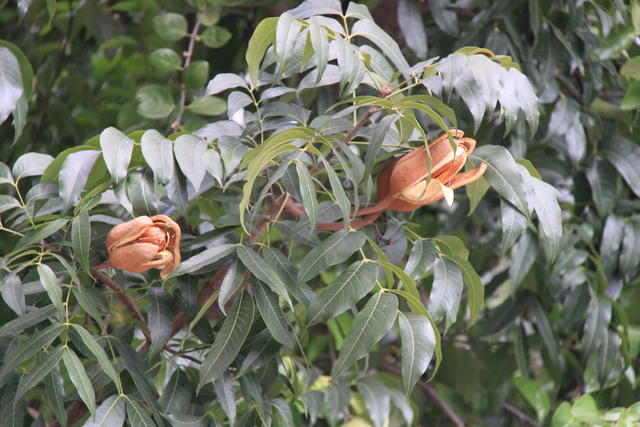 Ibu Sham: Pokok Tunjuk Langit