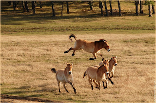 Le chaval de Przewalski réintroduit dans une réserve en Mongolie