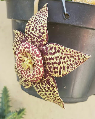 Stapelia flower