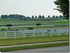 Grounds at the Horse Park
