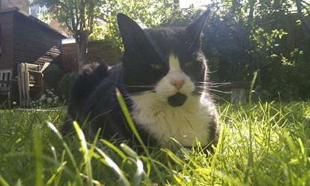 The Mouser The Mouser