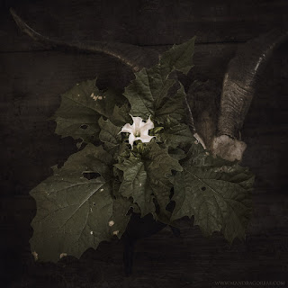 Datura Stramonium, Jimson Weed, Thorn Apple, Devil's Snare, hierba hedionda